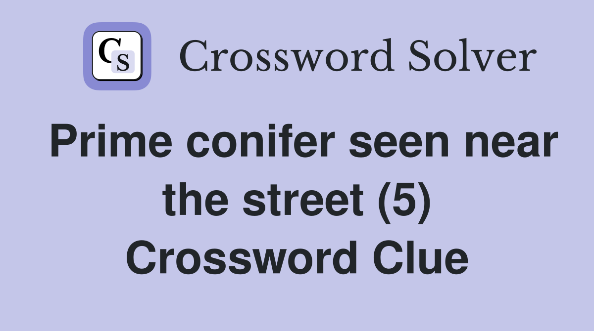 Prime conifer seen near the street (5) Crossword Clue