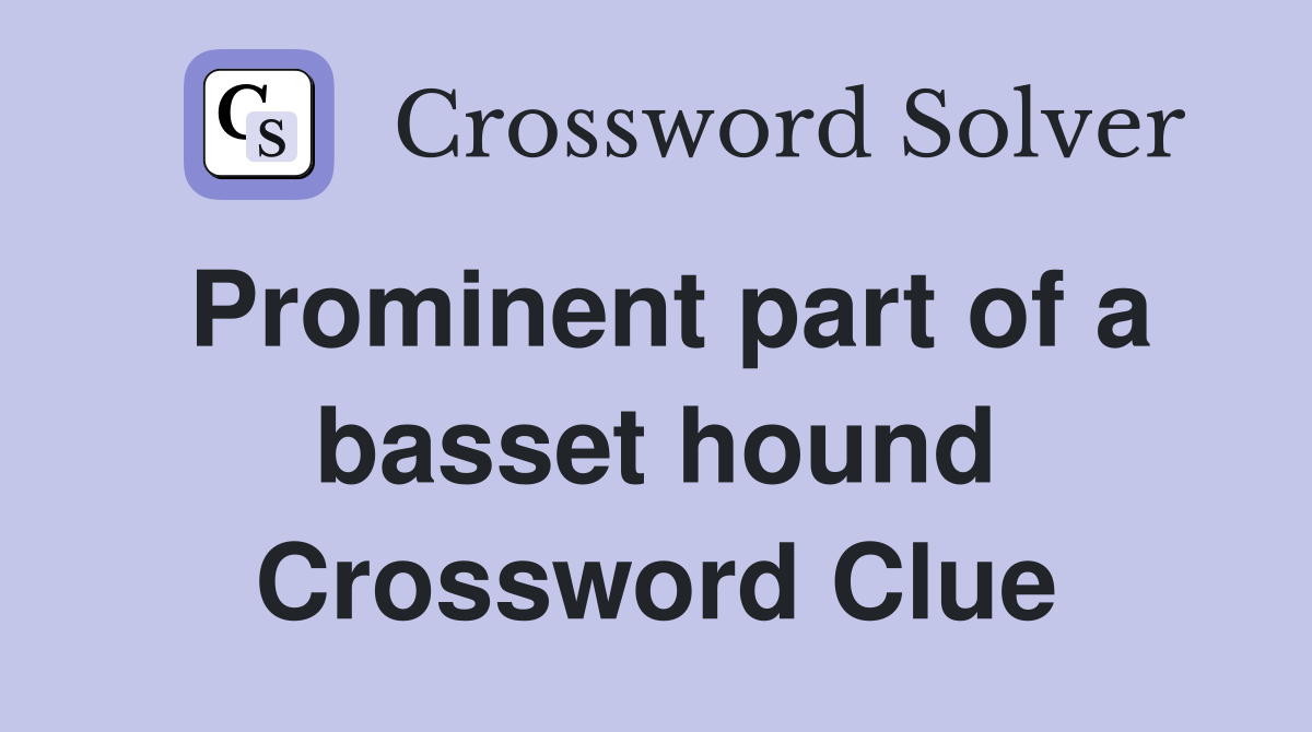 Prominent part of a basset hound Crossword Clue