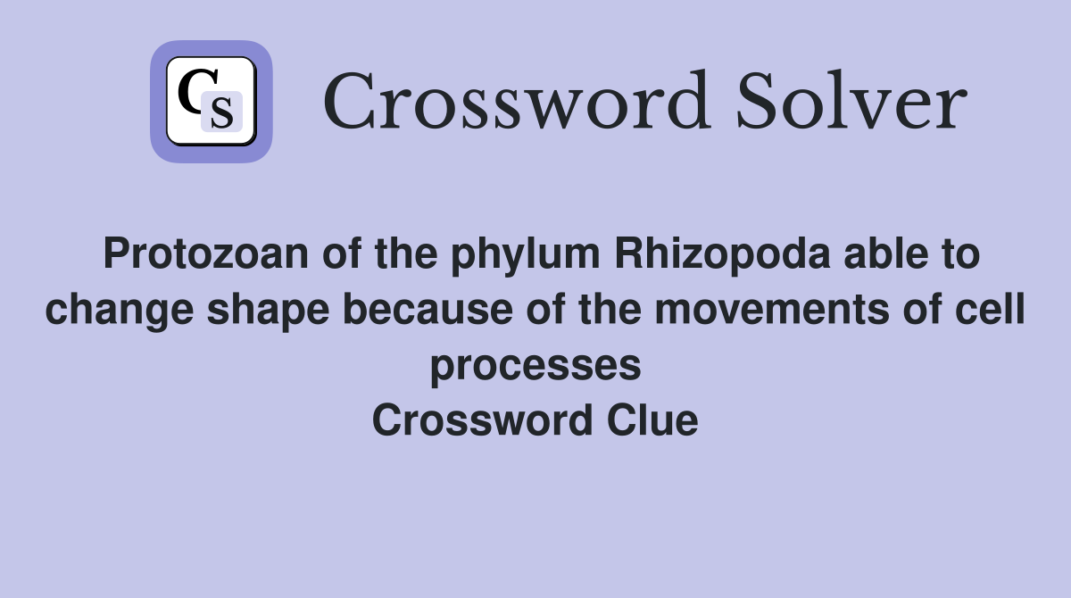 Protozoan of the phylum Rhizopoda able to change shape because of the movements of cell processes Crossword Clue