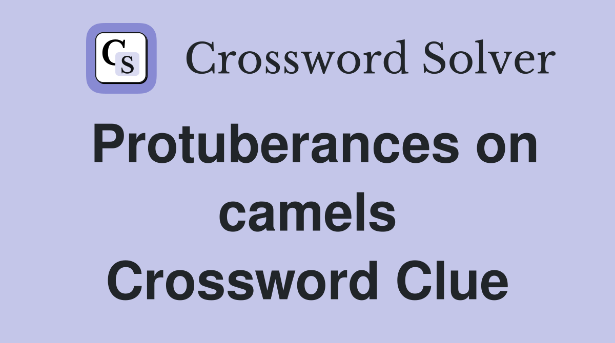 Protuberances on camels Crossword Clue