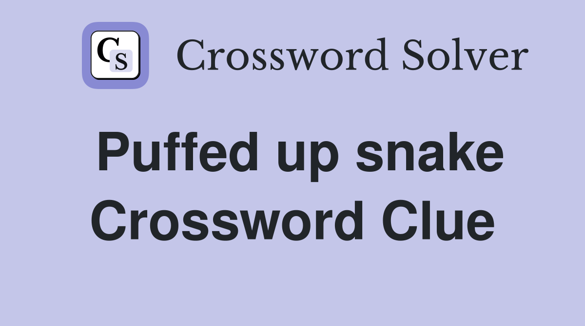 Puffed up snake Crossword Clue