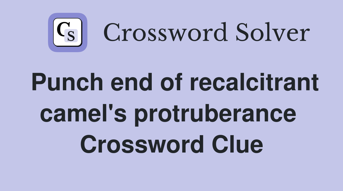 Punch end of recalcitrant camel's protruberance  Crossword Clue