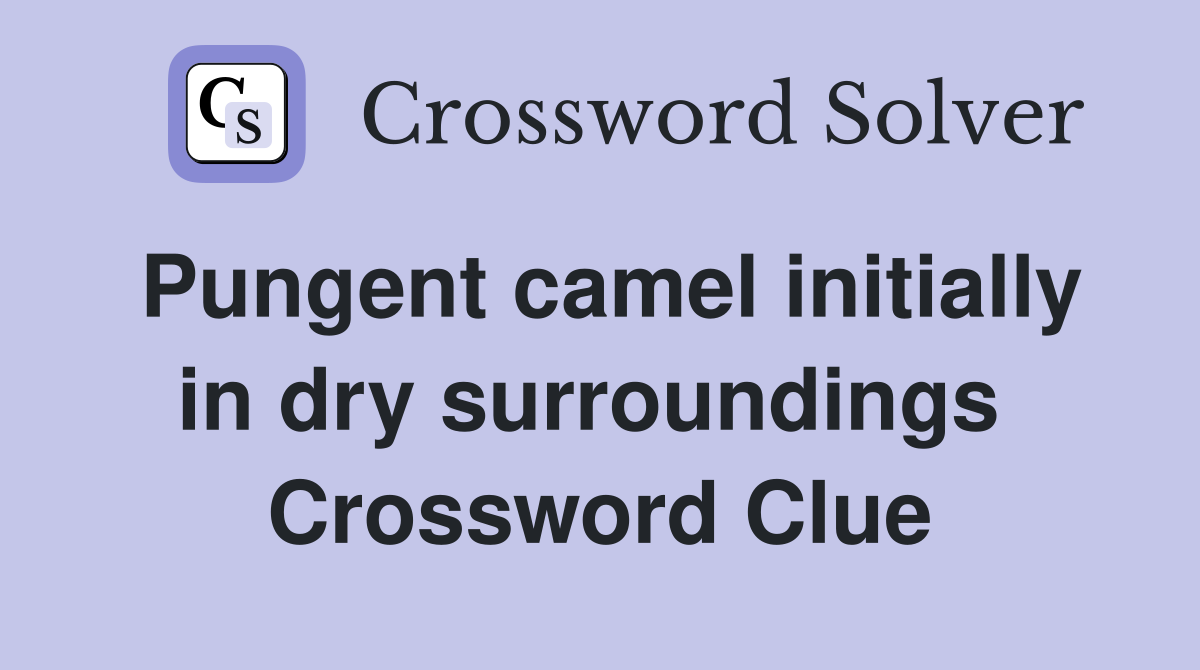 Pungent camel initially in dry surroundings  Crossword Clue