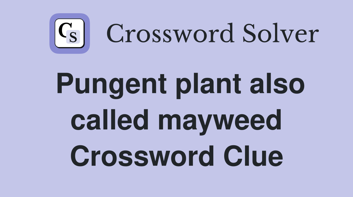 Pungent plant also called mayweed Crossword Clue
