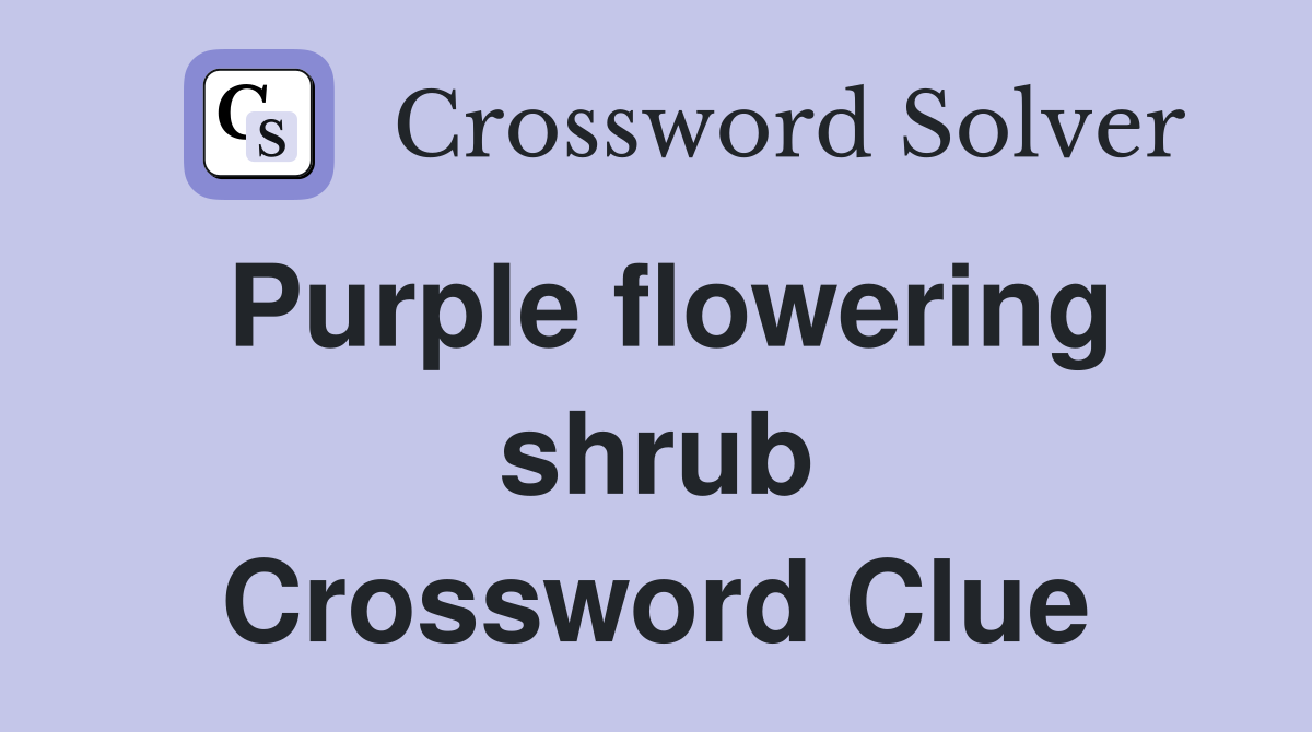 Purple flowering shrub Crossword Clue