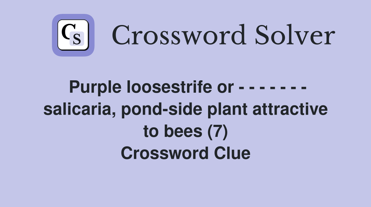 Purple loosestrife or - - - - - - - salicaria, pond-side plant attractive to bees (7) Crossword Clue