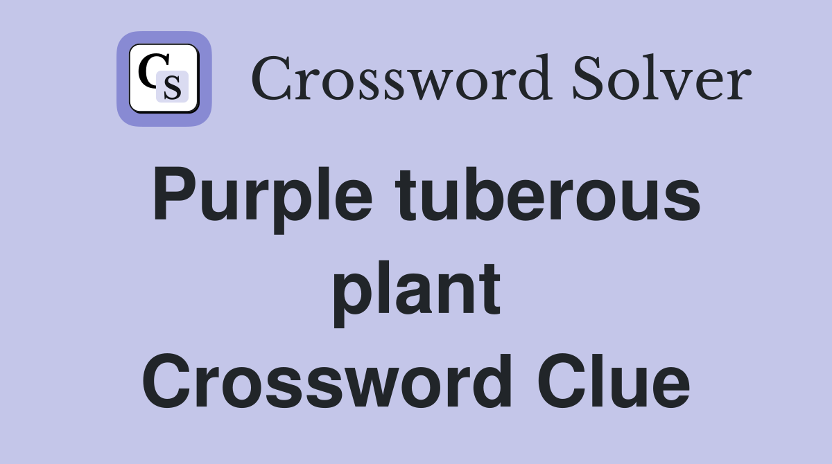 Purple tuberous plant Crossword Clue