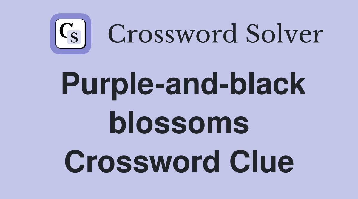 Purple-and-black blossoms Crossword Clue