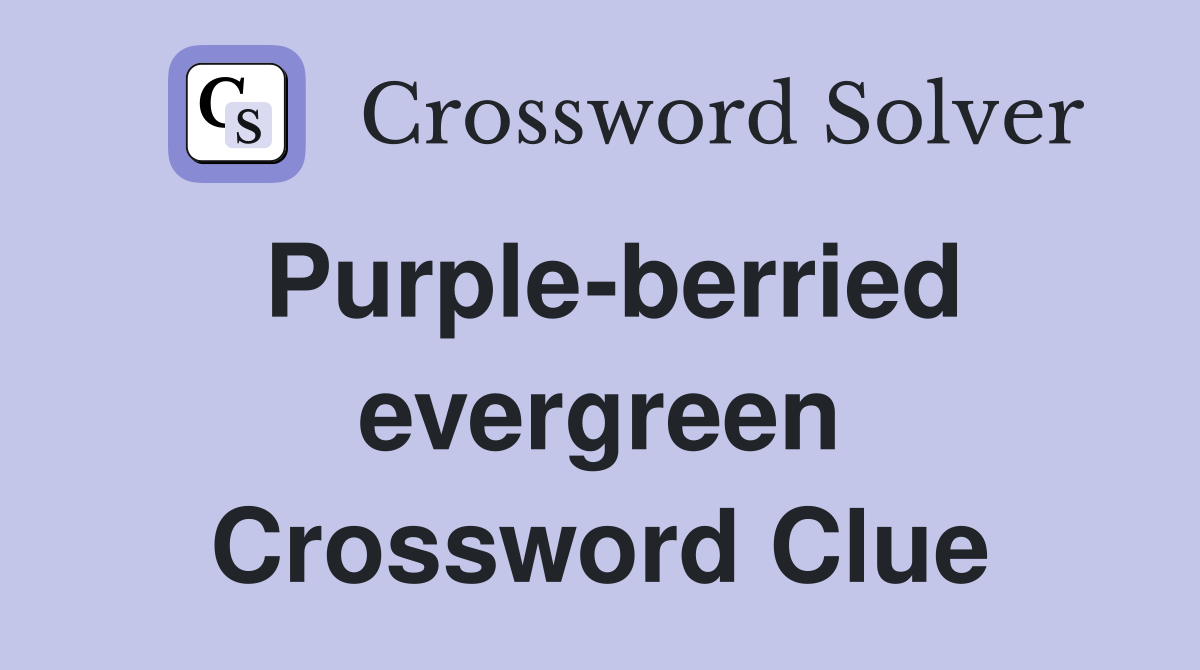 Purple-berried evergreen Crossword Clue