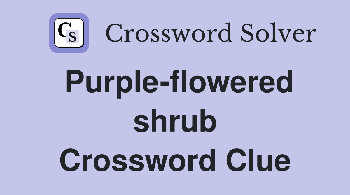 Purple-flowered shrub Crossword Clue