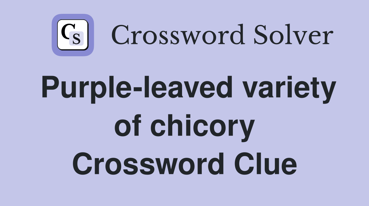 Purple-leaved variety of chicory Crossword Clue