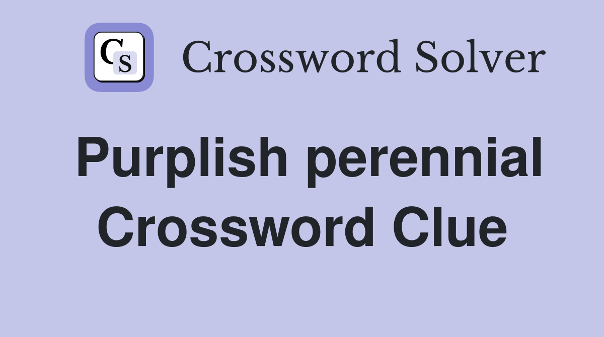 Purplish perennial Crossword Clue