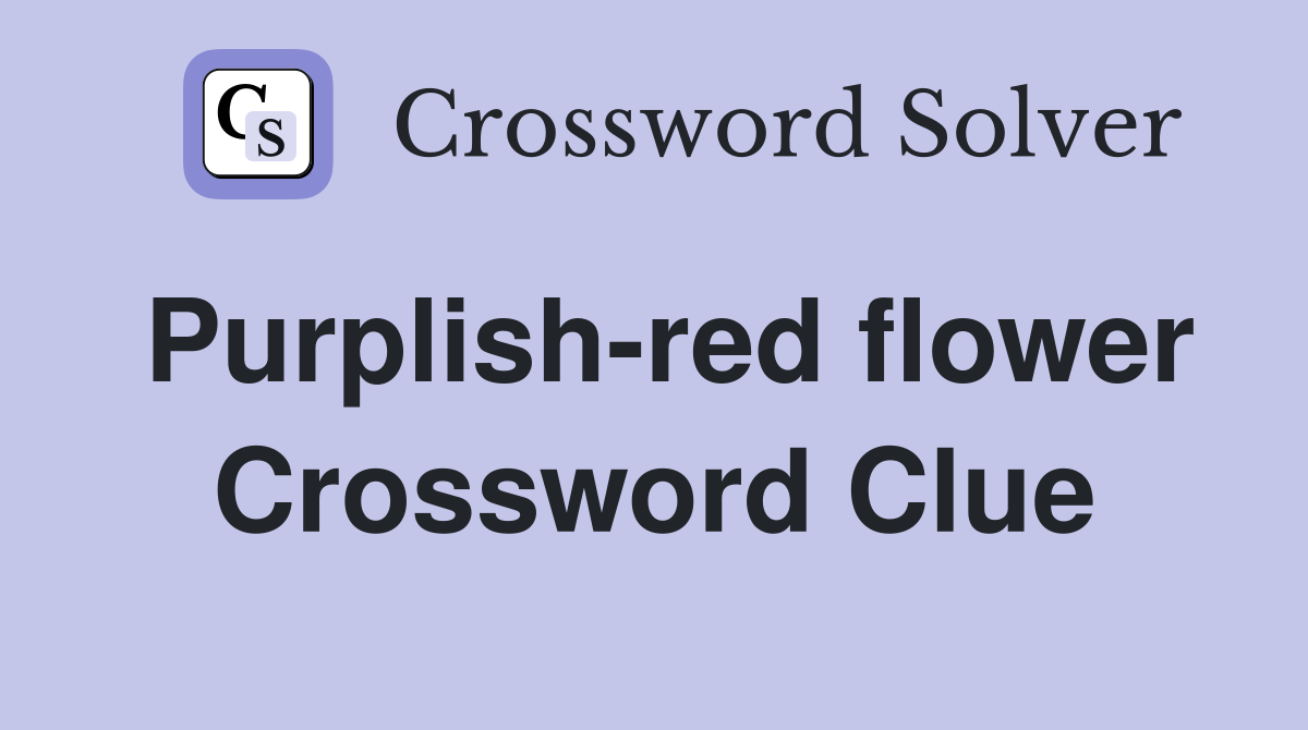 Purplish-red flower Crossword Clue