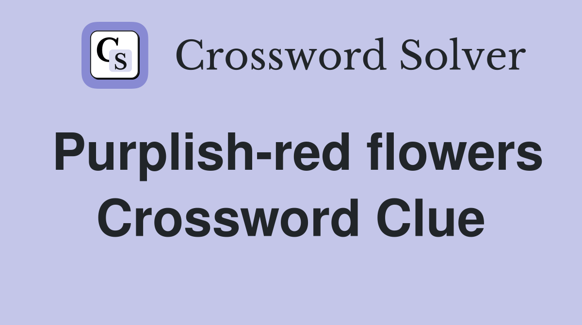 Purplish-red flowers Crossword Clue