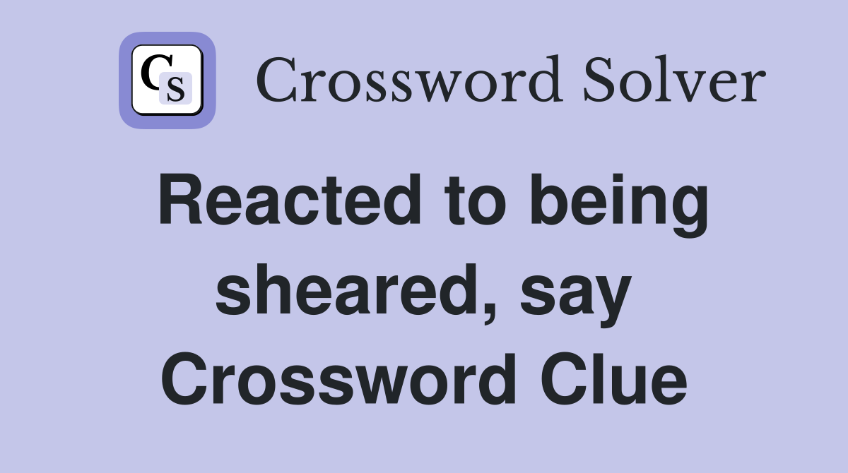 Reacted to being sheared, say Crossword Clue