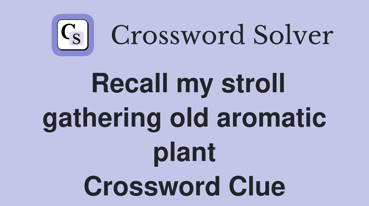 Recall my stroll gathering old aromatic plant Crossword Clue