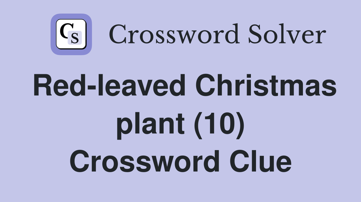 Red-leaved Christmas plant (10) Crossword Clue