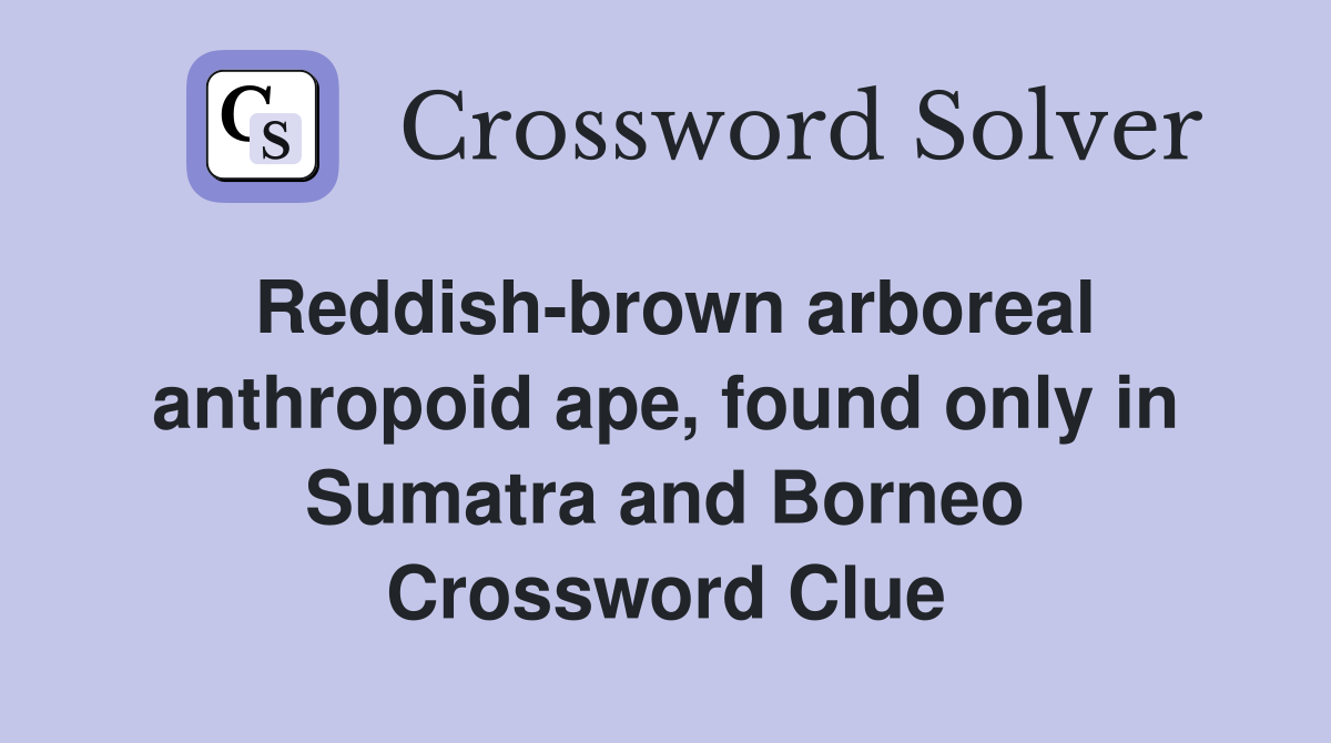 Reddish-brown arboreal anthropoid ape, found only in Sumatra and Borneo Crossword Clue