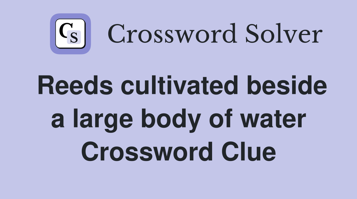 Reeds cultivated beside a large body of water Crossword Clue