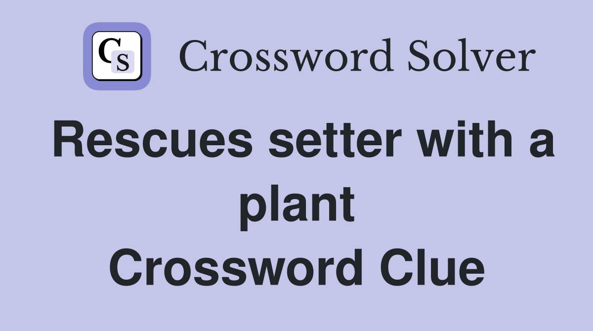 Rescues setter with a plant Crossword Clue