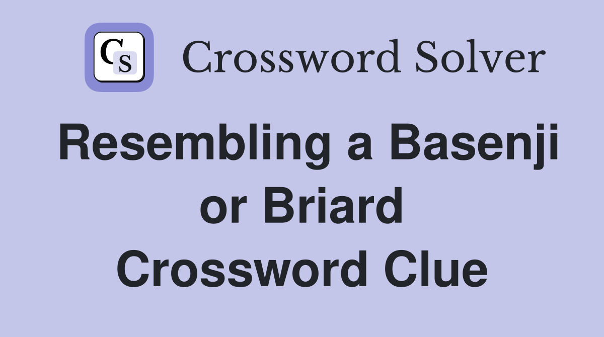 Resembling a Basenji or Briard Crossword Clue