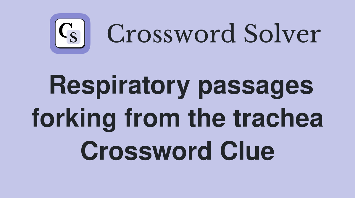 Respiratory passages forking from the trachea Crossword Clue
