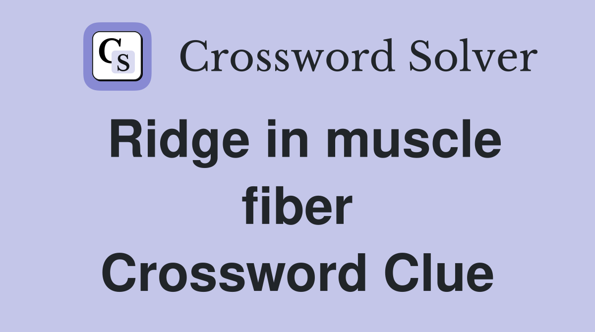 Ridge in muscle fiber Crossword Clue