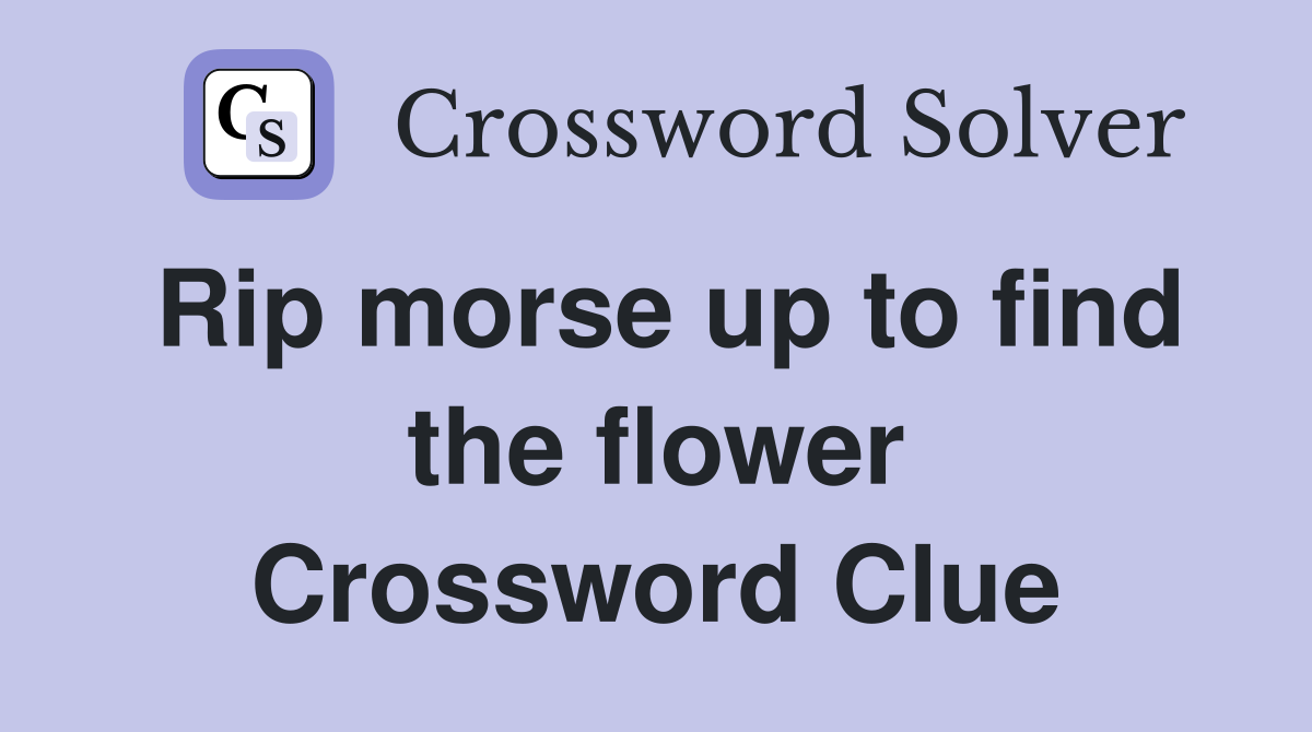 Rip morse up to find the flower Crossword Clue