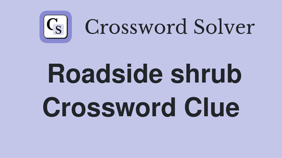 Roadside shrub Crossword Clue