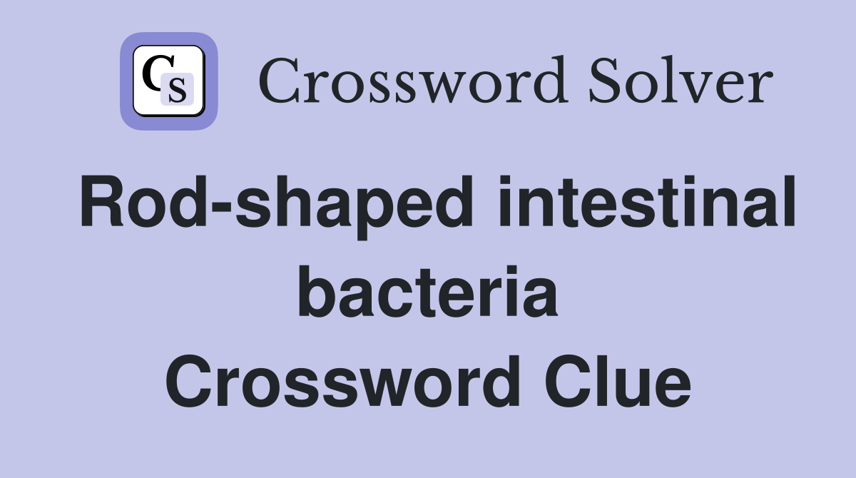 Rod-shaped intestinal bacteria Crossword Clue