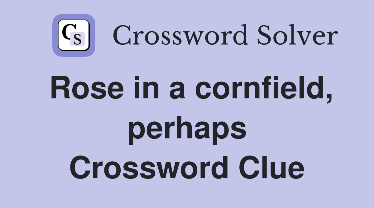 Rose in a cornfield, perhaps Crossword Clue