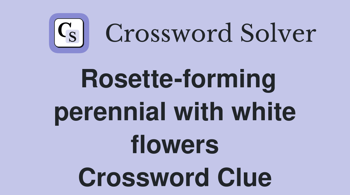 Rosette-forming perennial with white flowers Crossword Clue