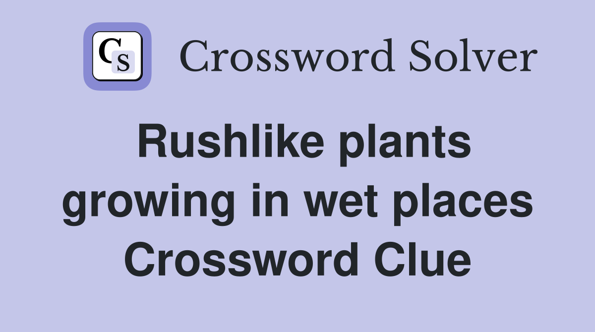 Rushlike plants growing in wet places Crossword Clue