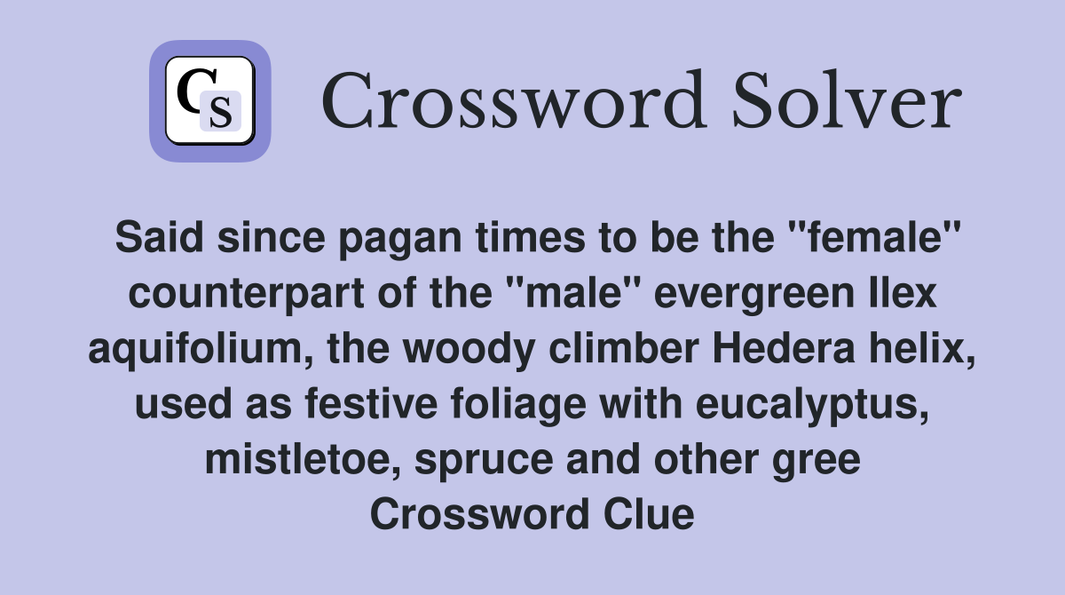 Said since pagan times to be the "female" counterpart of the "male" evergreen Ilex aquifolium, the woody climber Hedera helix, used as festive foliage with eucalyptus, mistletoe, spruce and other gree Crossword Clue