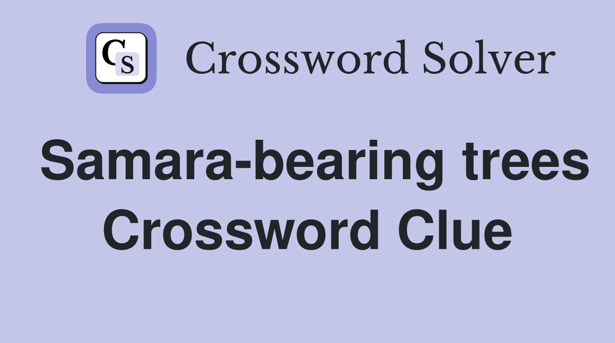 Samara-bearing trees Crossword Clue