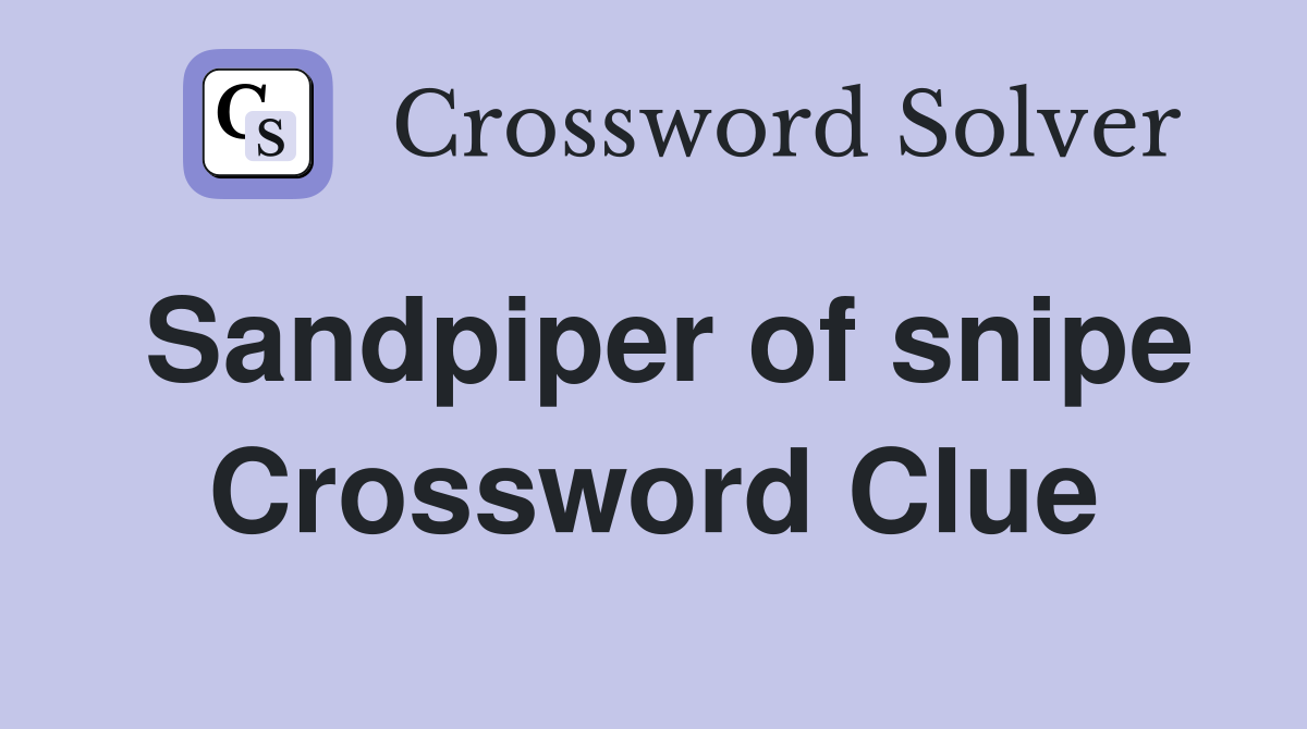 Sandpiper of snipe Crossword Clue
