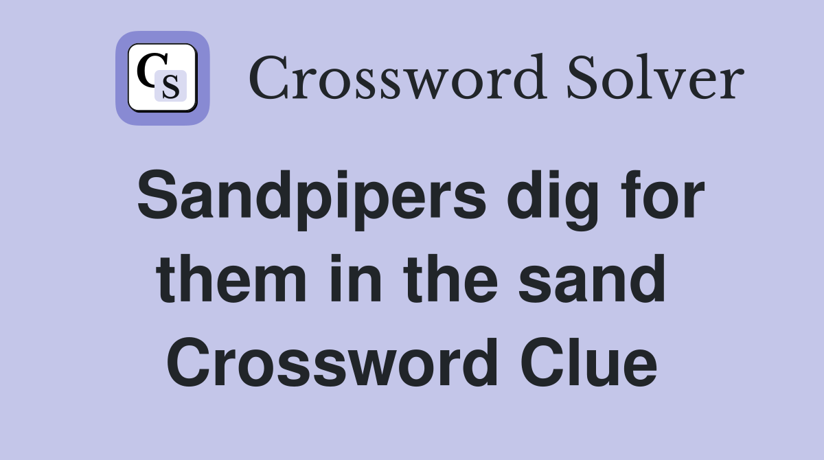 Sandpipers dig for them in the sand Crossword Clue