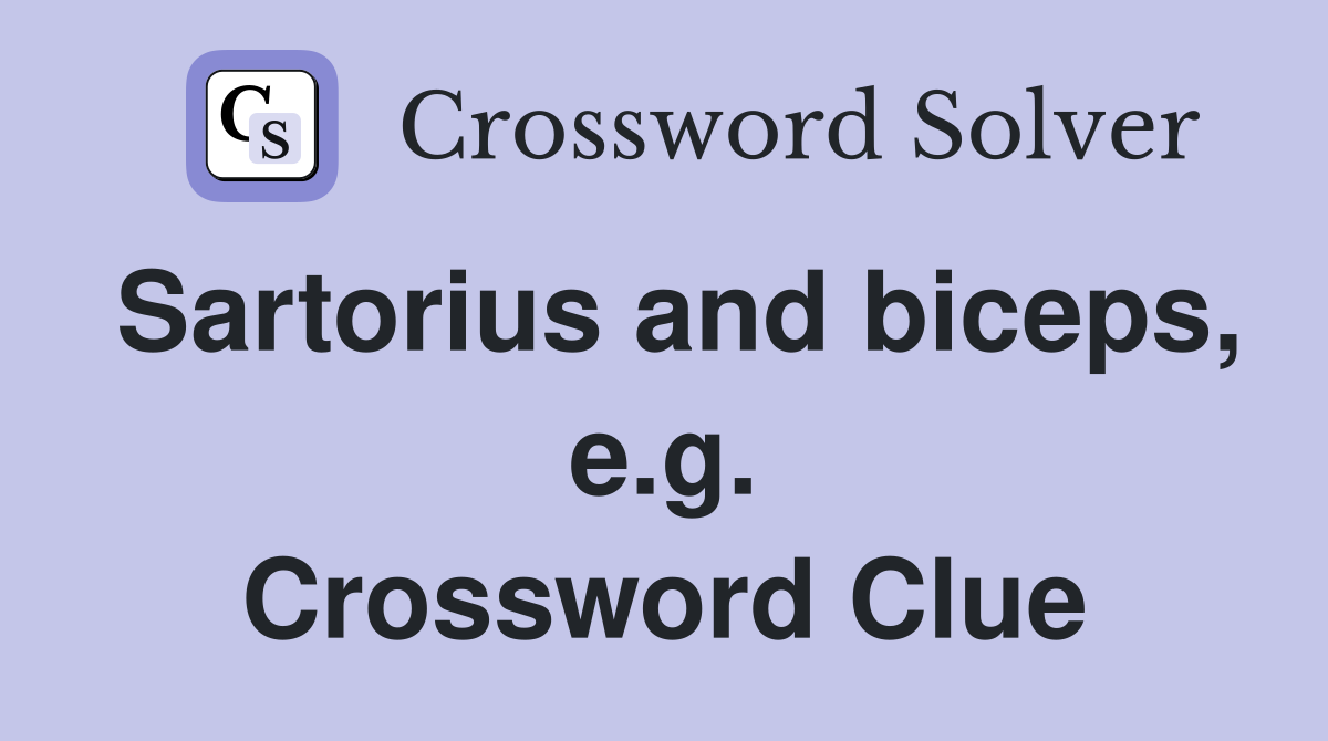 Sartorius and biceps, e.g. Crossword Clue