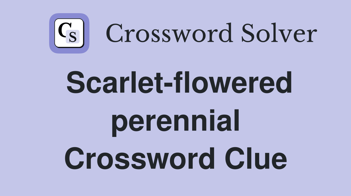 Scarlet-flowered perennial Crossword Clue