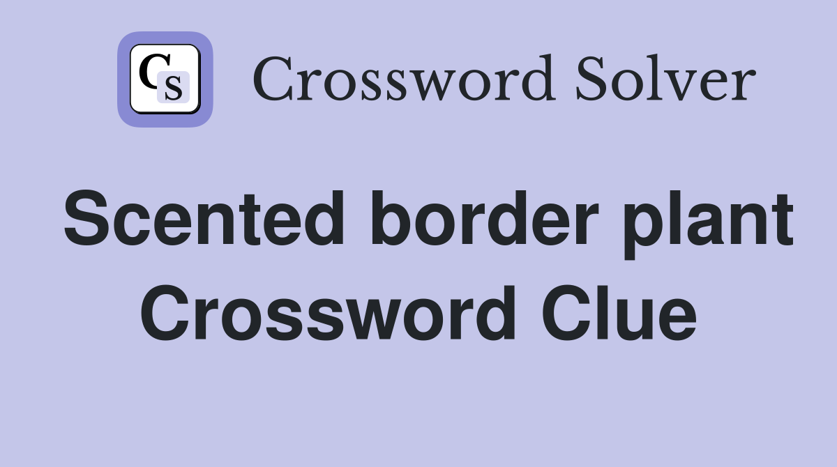Scented border plant Crossword Clue