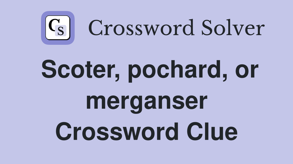 Scoter, pochard, or merganser Crossword Clue
