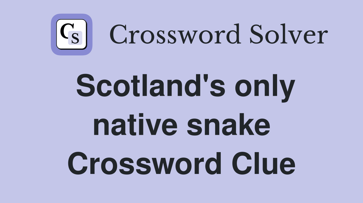 Scotland's only native snake Crossword Clue