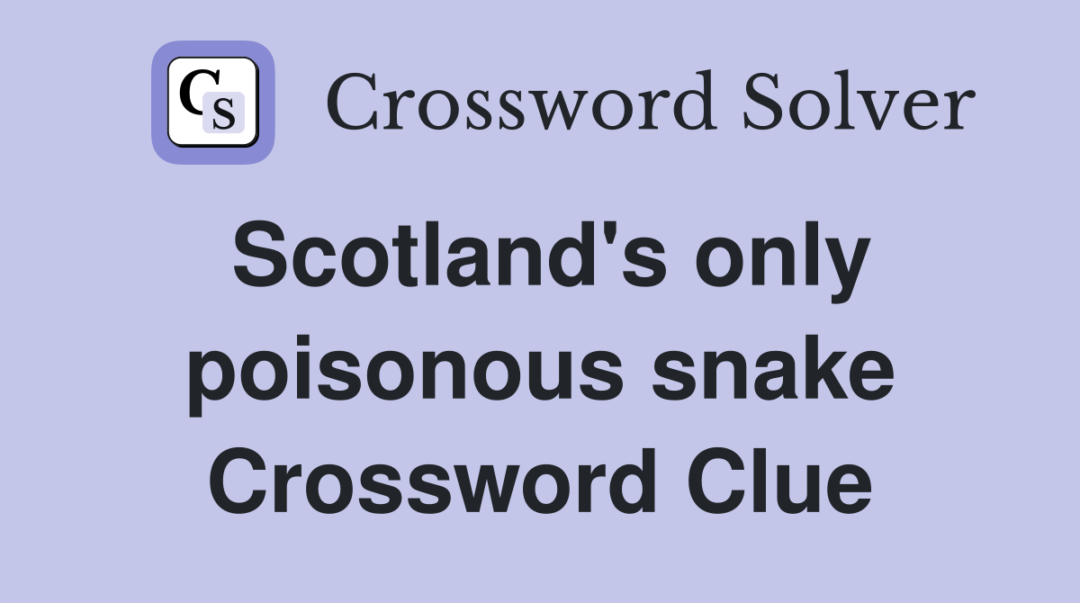 Scotland's only poisonous snake Crossword Clue