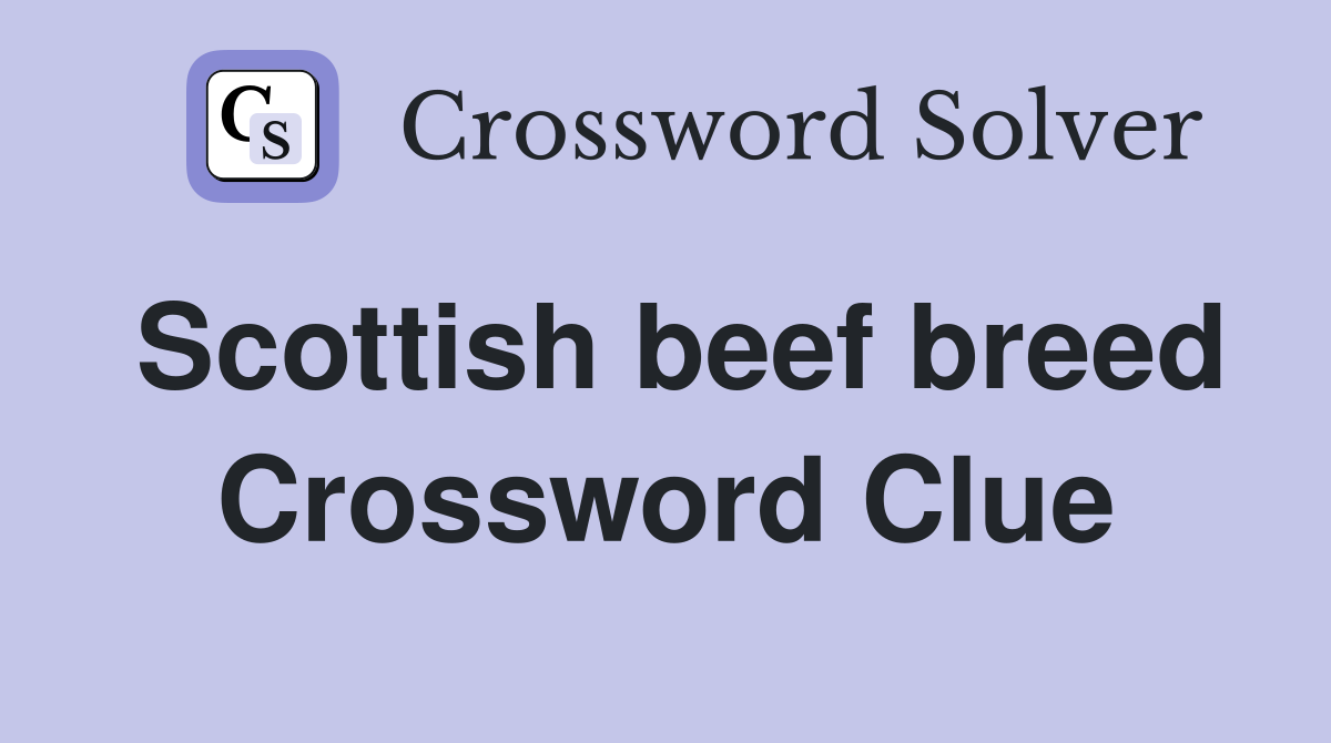 Scottish beef breed Crossword Clue