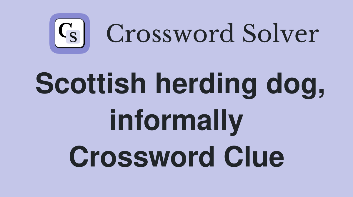 Scottish herding dog, informally Crossword Clue