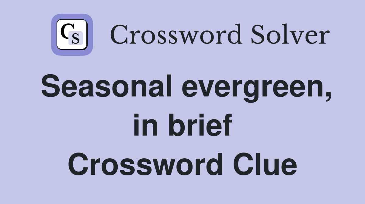 Seasonal evergreen, in brief Crossword Clue