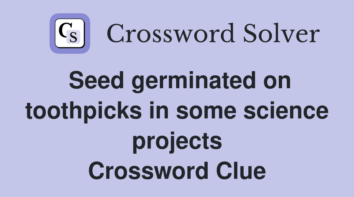 Seed germinated on toothpicks in some science projects Crossword Clue