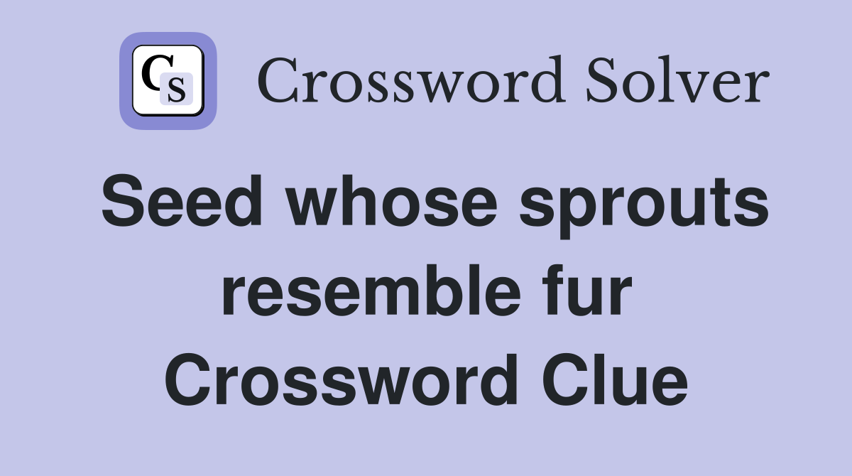 Seed whose sprouts resemble fur Crossword Clue