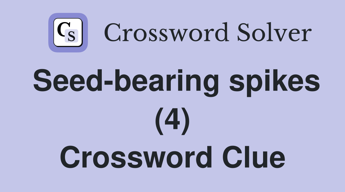Seed-bearing spikes (4) Crossword Clue