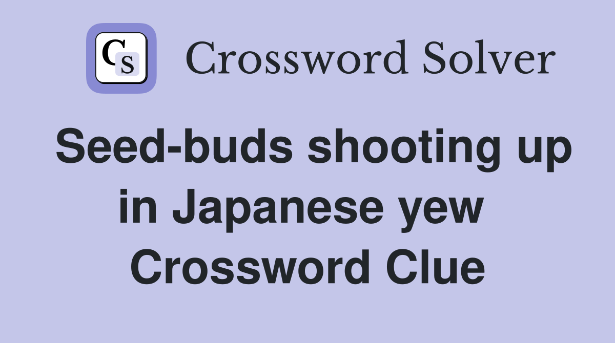 Seed-buds shooting up in Japanese yew  Crossword Clue